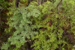 
  The adaxial surfaces of the fronds of Gleichenia dicarpa (left) are usually duller than G. inclusisora (right). 
 Image: L.R. Perrie © Te Papa 2012 CC BY-NC 3.0 NZ